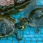 Il Paradiso Di Hyele Ascea