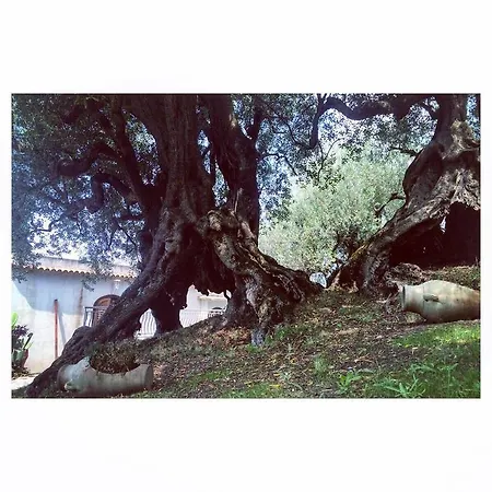 Il Paradiso Di Hyele