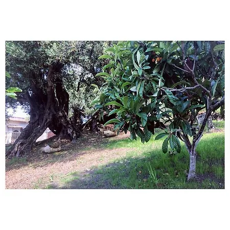 Affittacamere Il Paradiso Di Hyele Ascea