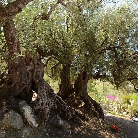 Il Paradiso Di Hyele Affittacamere