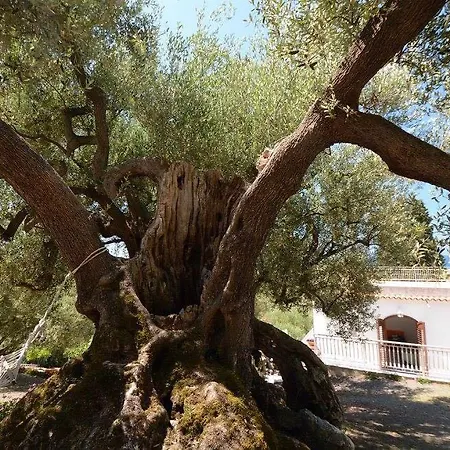 Affittacamere Il Paradiso Di Hyele 2*