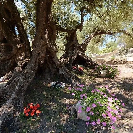 Affittacamere Il Paradiso Di Hyele Ascea